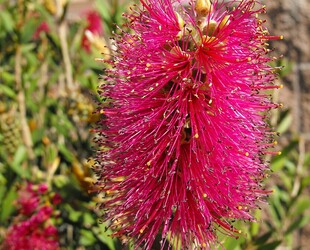 THE WATER CONSERVATION GARDEN